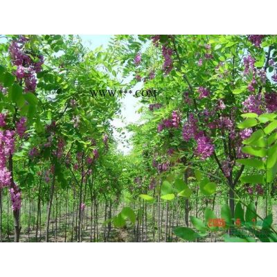 河北保定國槐苗圃專業供應金葉垂槐 金葉龍爪槐