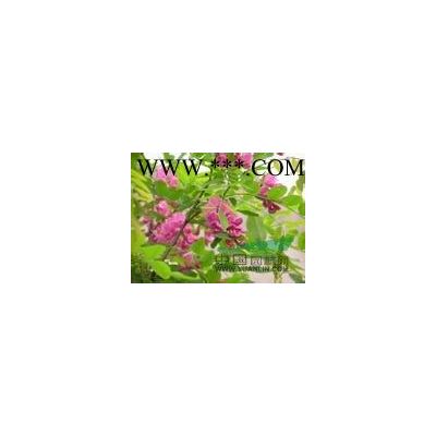 龍爪槐行情報價\龍爪槐圖片展示
