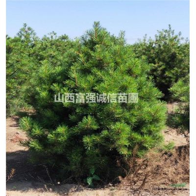 1米白皮松.山西白皮松.占地白皮松.1.5米白皮松.2米白皮松.3米白皮松.白皮松價格
