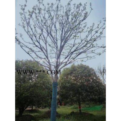 樸樹基地報價/12公分 15公分 18公分樸樹價格優勢