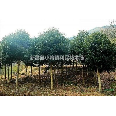 櫻花基地晚櫻早櫻染井吉野早櫻等櫻花苗直銷