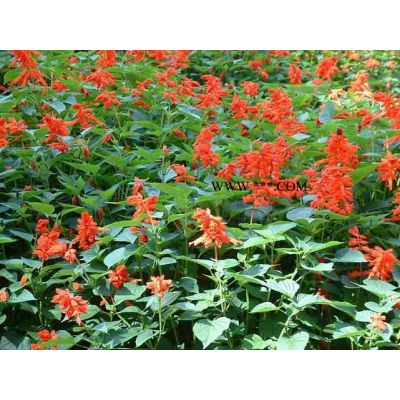 櫻花