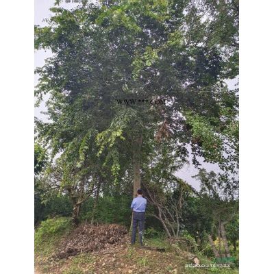 四川櫻花樹，高桿櫻花樹，櫻花樹處理