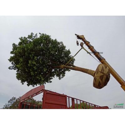 供應(yīng)櫻花
