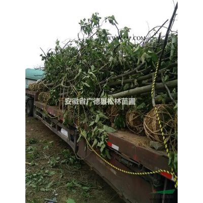 優(yōu)質特價烏桕 安徽烏桕價格 大小規(guī)格烏桕產地直銷