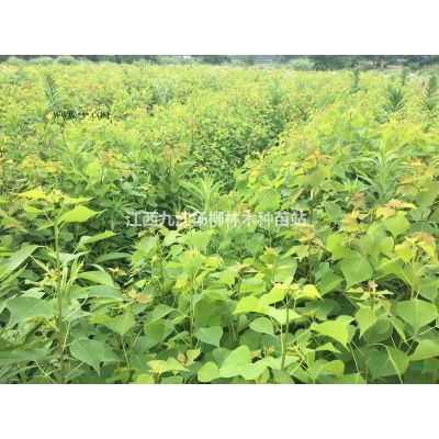 供應合歡種子 山合歡種子價格 當年新種子 發芽率高