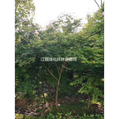 江西[產品]/江西3-6公分烏桕 江西烏桕基地 九江烏桕價格/報價