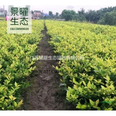 江蘇景曜生態苗木基地/供應北美楓香/圖片/產地直銷/批發價格