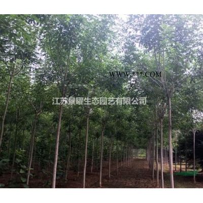 江蘇景曜生態苗木基地/供應早熟禾草坪圖片/產地直銷/批發價格