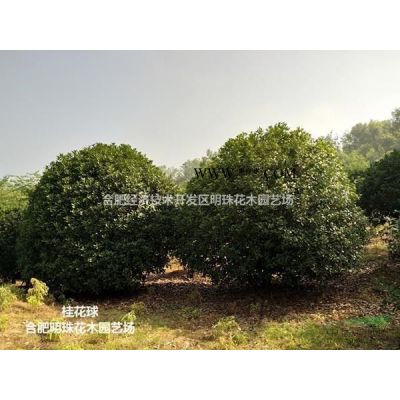 安徽[產品]/安徽造型榔榆2價格/報價