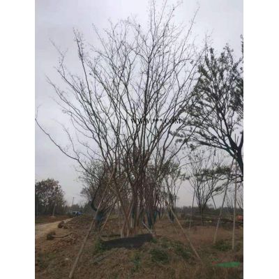批發叢生榔榆可以到安徽合肥