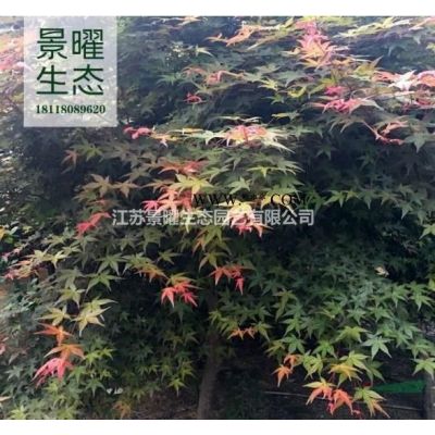 江蘇景曜生態園藝基地供應/垂槐/盤槐/龍爪槐價格/圖片/批發