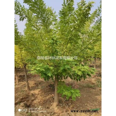 供應(yīng)紅葉石楠苗，金葉女貞，紅葉小檗，帶營(yíng)養(yǎng)缽