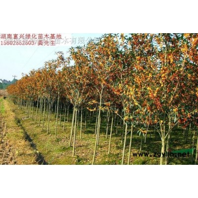 金葉女貞地被苗價格，色塊金葉女貞苗，扦插金葉女貞苗廠家直銷