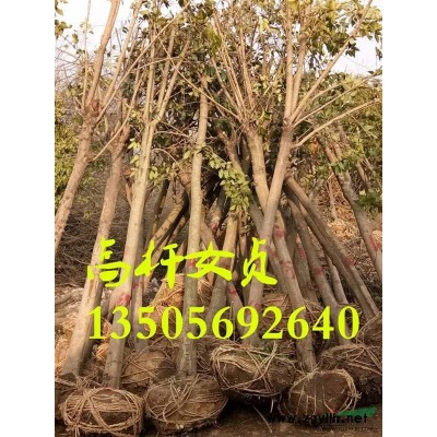 安徽金葉女貞*新報價/金葉女貞圖片