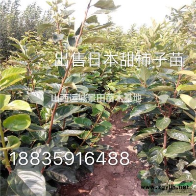 供應山西大葉黃楊產地介紹；哪有大葉黃楊？山西大葉黃楊價格行情