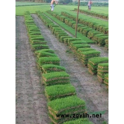 江蘇茶花、高桿茶花、小葉黃楊，瓜子黃楊。