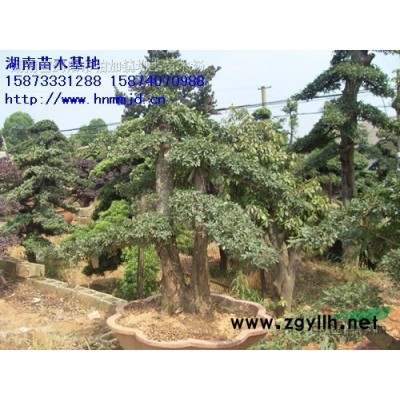 茶花 茶花價格 *新茶花報價 湖南澤云苗木合作社