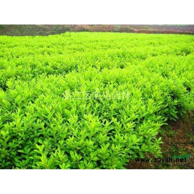 山茶花，茶花，四川茶花，成都茶花，茶花球，高桿茶花。
