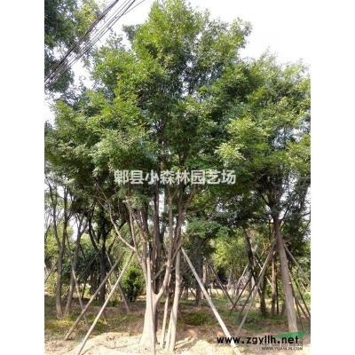 小葉女貞，金葉女貞，金禾女貞，金森女貞，女貞