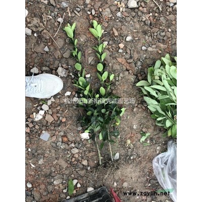 蕭山綠化苗木小苗色塊苗海桐龍柏金邊黃楊金森女貞法國冬青等
