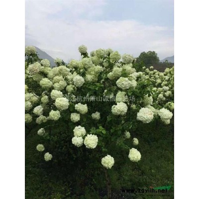 矮蒲葦、、細葉芒地苗，杯苗，小葉梔子毛球，大葉黃楊柱大