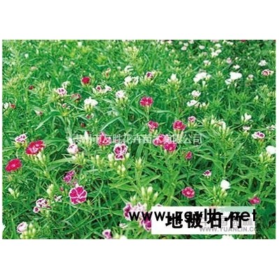 大葉黃楊 大葉黃楊基地