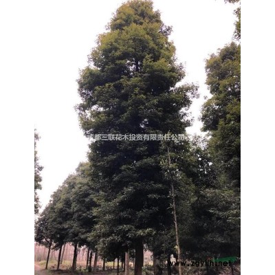 哪里有山茶花  哪里有山茶花基地批發