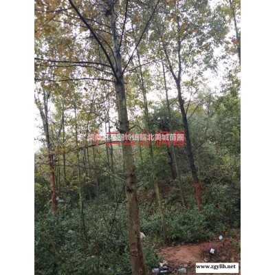 3、5公分高桿紅葉石楠圖片\3、5公分高桿紅葉石楠報(bào)價(jià)