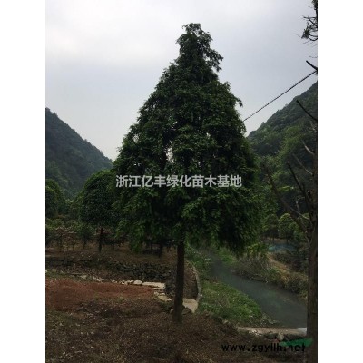 供應紅帽子月季/瓜子黃楊/金葉女貞/法國冬青/亮綠忍冬