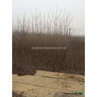 江蘇供應金葉女貞球冠幅20—150厘米，現貨看貨起貨，