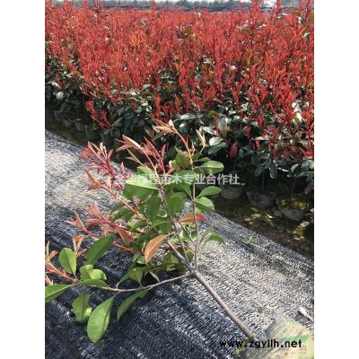 2020年金森女貞價格表多少錢一棵 金華金森女貞小杯苗批發價