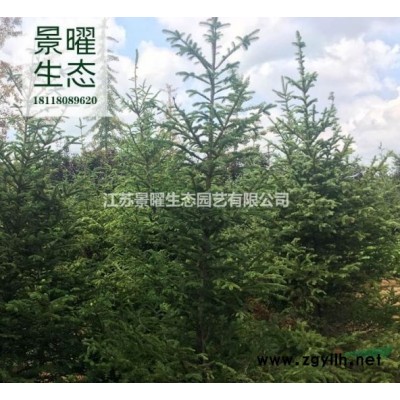 金森女貞哪里便宜/江蘇景曜生態園藝/基地直銷/產地價格/圖片