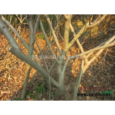 色塊種植用苗，紅葉小檗產地，紅帽月季價格，大葉黃楊圖片