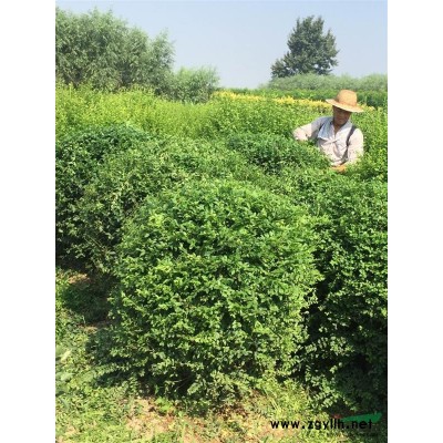 西安周至供應60一120cm大葉黃楊球
