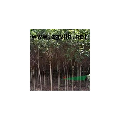 大葉黃楊球推廣