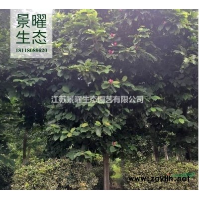 江蘇景曜生態基地/供應金葉女貞球、黃葉女貞球/批發價格/圖片