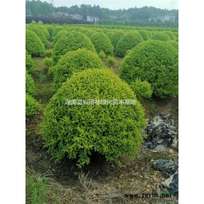 湖南大葉黃楊杯苗，裸根大葉黃楊苗，湖南四季青圓柱，大葉黃楊球
