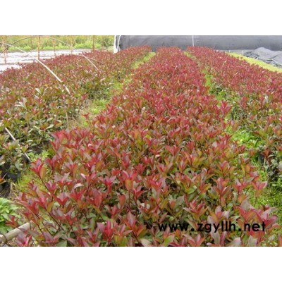 紅葉石楠、小葉黃楊、紅葉小檗、金邊黃楊、大葉黃楊、紅花酢漿草
