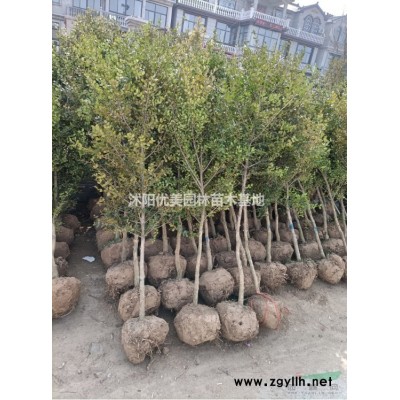 火棘苗報價 江蘇火棘行情 宿遷火棘價格 蘇北火棘報價便宜 精