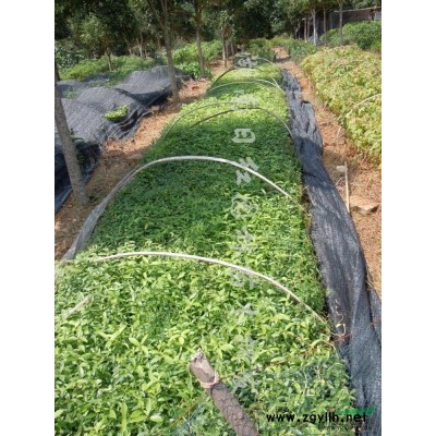 湖南茶花、精品茶花球*新報價/茶花、精品茶花球圖片