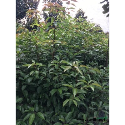 長期供應各種規格茶花苗、茶花球