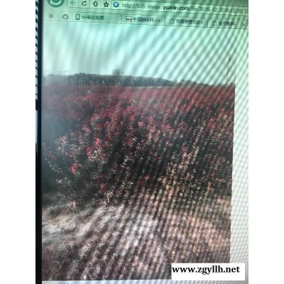 河南紅葉石楠綠笆小苗新報價/紅葉石楠綠笆小苗圖片
