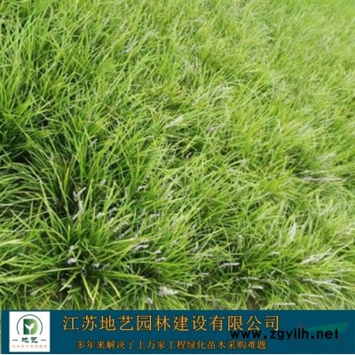 大量出售金葉女貞球、金葉女貞球價(jià)格，圖片，生產(chǎn)基地