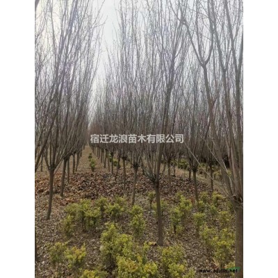 2020年江蘇金森女貞杯苗 新報價