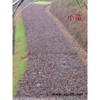 湖南金森女貞、金森女貞小苗、金森女貞球、長沙金森女貞