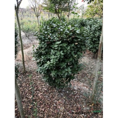 大葉黃楊球