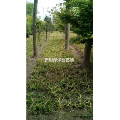 大葉黃楊球出售