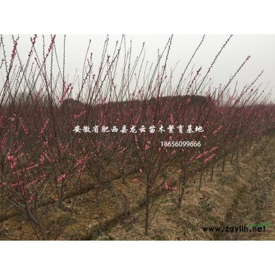 安徽茶花 紅梅 紅葉碧桃 木槿 紫薇 櫻花優質供應商