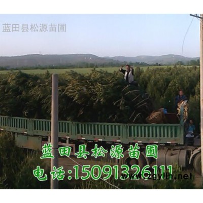 藍田松源苗圃銷售一條龍  專業種植 藍田白皮松  綠化苗圃  白皮松批發 松針 4.5米白皮松